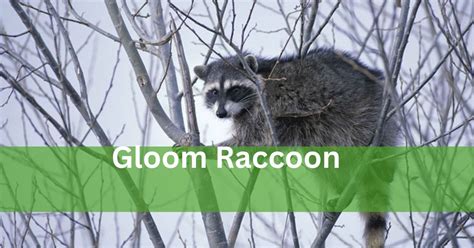 Raccoons: Enigmatic and Playful Creatures