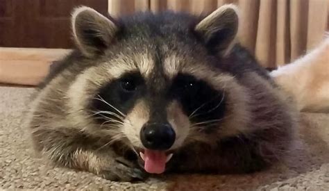 Raccoons as Pets: Pros and Cons