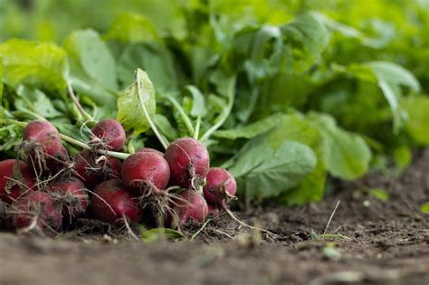 Radish Symbolism: Decoding the Significance of Radishes in Dreams