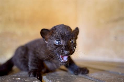 Raised to be ferocious: The journey of Panther Cubs from birth to adulthood