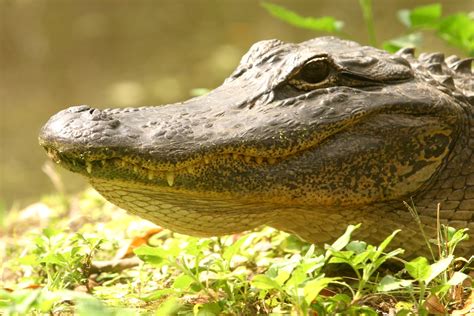 Raising Awareness: Educating Others on Alligator Safety