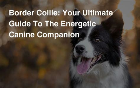 Raising a Border Collie: A Guide to Caring for an Exceptionally Intelligent and Energetic Canine Companion