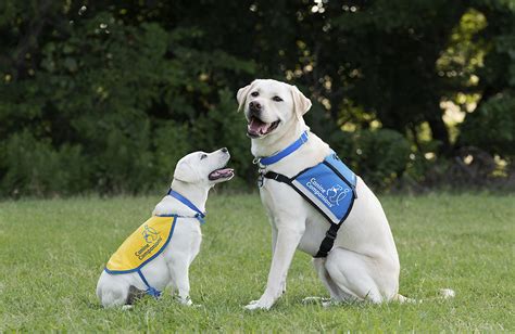 Raising and Training a Brood of Canine Companions