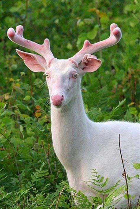 Rare Encounters: Where to Spot Albino Creatures in the Wild