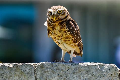 Rare and Endangered: Conservation Efforts for Colorful Owl Species