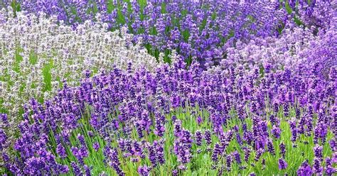 Rare and Exquisite Varieties of Lavender Blooms