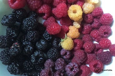 Raspberry Varieties: Exploring the Different Types of Raspberries