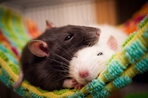 Rat Adventures: Embracing the Thrilling Escapades of Having Pet Rats