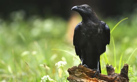 Raven Transformation as a Spiritual Metamorphosis