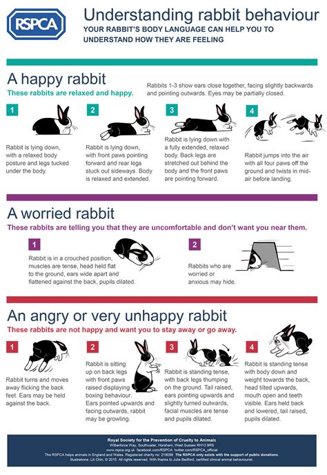 Reasons to Consider Having a Bunny as Your Companion