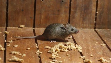 Recognizing Indications of Rodents in Your Residence