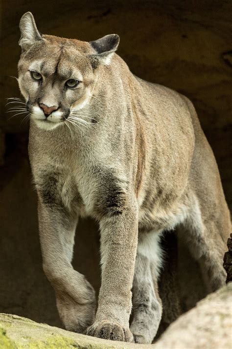 Recognizing Indications of a Predatory Puma Nearby