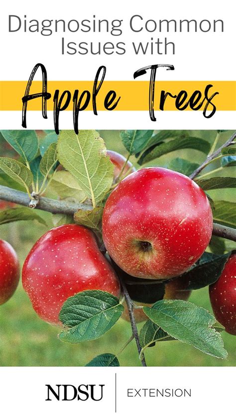 Recognizing and Addressing Common Issues with Apple Trees