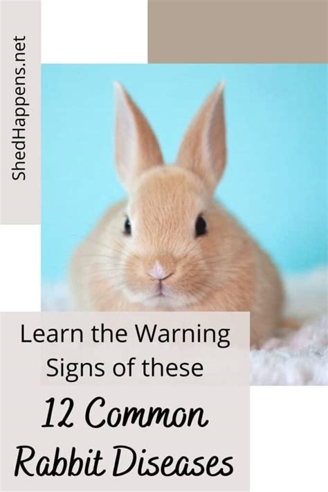 Recognizing the Indicators of Ailment in Bunnies