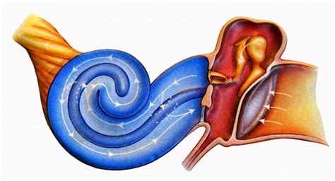 Recognizing the Signs of Excessive Accumulation in the Ear Canal