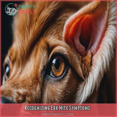 Recognizing the Signs of Infestation by Ear Mites