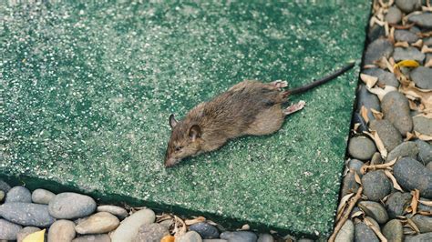 Recognizing the Telltale Signs of a Rodent Invasion