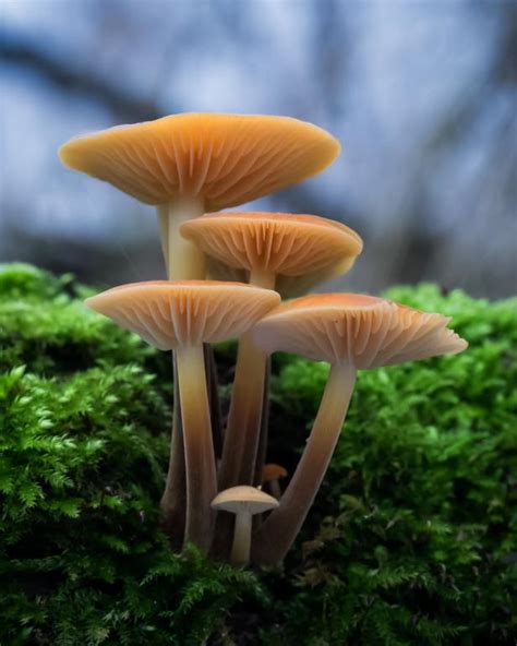 Red Mushrooms as Medicinal Marvels: Latest Scientific Discoveries