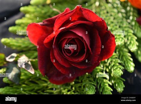 Red Roses: The Utmost Expression of Passion and Longing