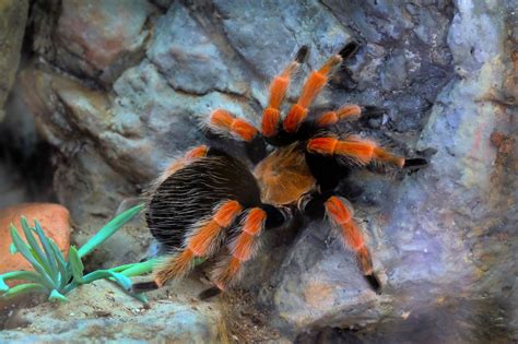 Red Tarantulas as a Symbol of Power and Metamorphosis