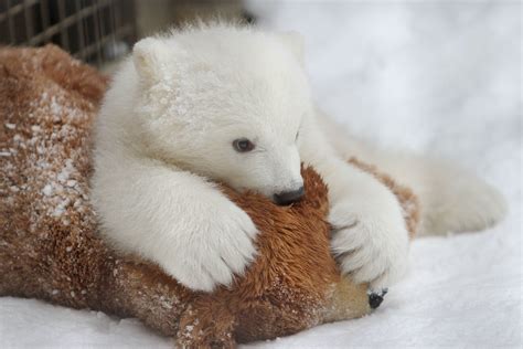 Rediscovering the Bliss of Physical Connection through Bear Cuddling