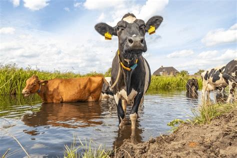 Reflecting on Cow Bathing Dreams: A Personal Exploration