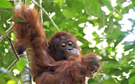 Reflections on the Ethics of Keeping Orangutans in Captivity: Rehabilitation Programs as a Path to Redemption