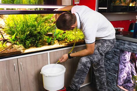 Regular Maintenance and Cleaning to Ensure Healthy Aquariums