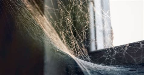 Regularly Dust and Vacuum to Eliminate Spider Webs