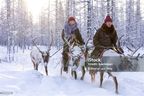 Reindeer and Indigenous Cultures: A Profound Bond