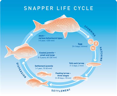 Reproduction and Nesting Behavior: The Intriguing Life Cycle of the Majestic Snapper Turtles