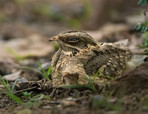 Reproduction and Offspring: The Life Cycle of a Magnificent Eurasian Nightjar