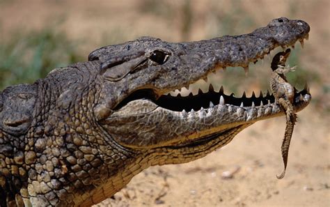 Reproduction and Parenting in the Alligator Kingdom