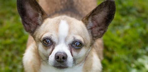 Rescuing a Chihuahua: Giving a Second Chance to a Precious Life