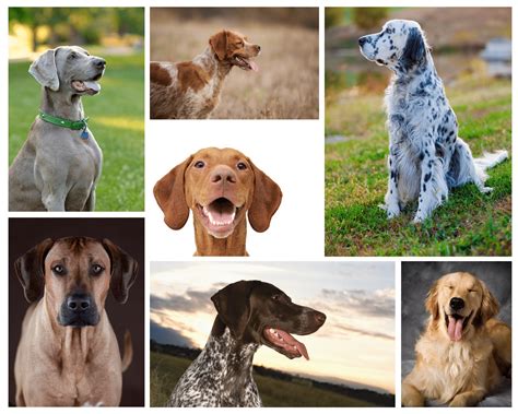 Researching Different Breeds: Discovering Your Ideal Canine Companion
