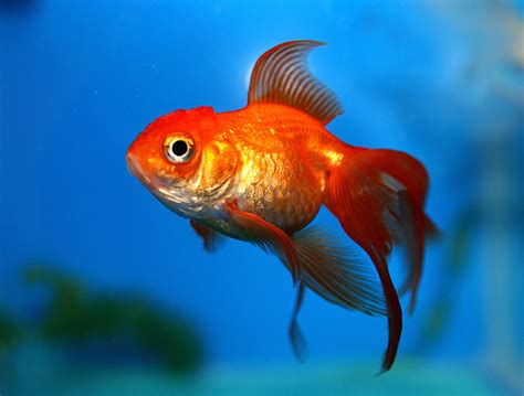 Researching Goldfish as Pets: The Basics You Need to Know