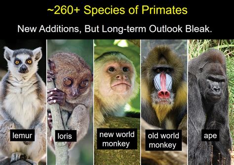 Researching Primate Species for Compatibility