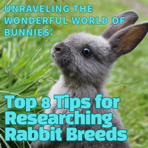 Researching Rabbit Breeds: Discovering the Perfect Match