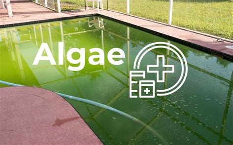 Resolving the Turmoil: Effective Measures for Clearing Up Algae-Infested Pool Water