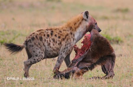 Responsible Ownership: Important Considerations for Prospective Hyena Guardians