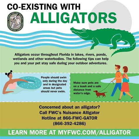 Responsible Ownership of Alligators: Tips and Guidelines