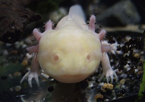 Restoration and Transformation: The Healing and Rejuvenating Powers of Albino Amphibian Reveries