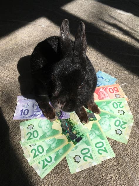 Revealing Bunny Love's Financial Value