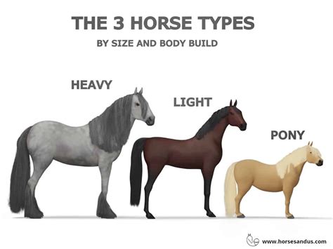 Revealing White Mare's Tallness and Physical Structure