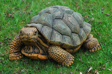 Revealing the Astonishing Hues of the Lively Tortoise