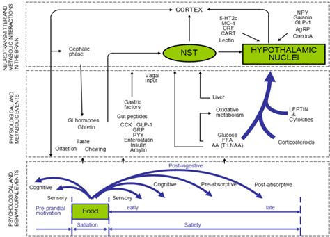 Revealing the Biological Factors that Influence Appetite