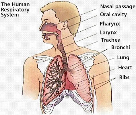 Revealing the Concealed Significance Behind Oral Respiration