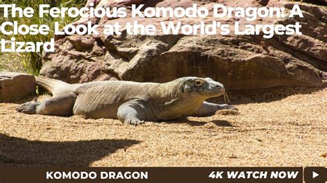 Revealing the Dietary Preferences of the Ferocious Komodo