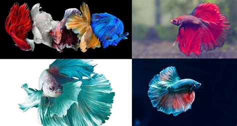 Revealing the Enchantment of Ivory Siamese Fighting Fish