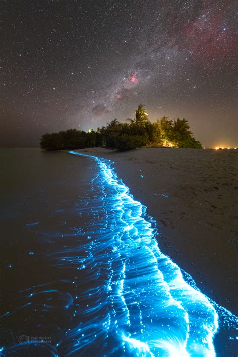 Revealing the Enigma of Nature's Extraordinary Glow: Shedding Light on Bioluminescence